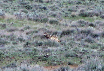 Gray wolf OR7. CDFW photo by Richard Shinn. - image open in new window