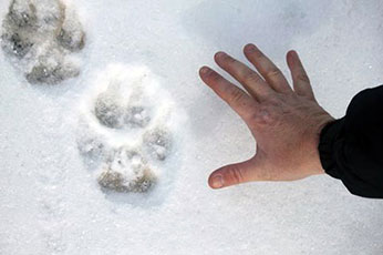 Wolf track in snow. Photo by Linda Hay. - image open in new window