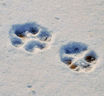  Wolf track in snow. Photo by Tanya Dronoff. - image open in new window