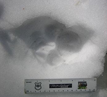 Wolf track in snow. CDFW photo by Pete Figura. - image open in new window