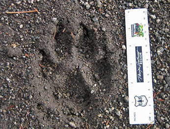 Wolf track in soil. CDFW photo by Pete Figura.