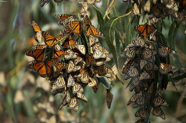 Overwintering monarch butterfly cluster on Eucalyptus