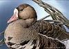 1992 White Fronted Goose S Meline