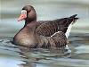 2006 White Fronted Goose S R Meline