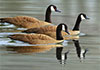 2022 Three Canada geese swimming in water with reflections