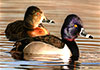 2023 two ring necked ducks swimming in water