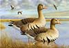 White-fronted goose on water
