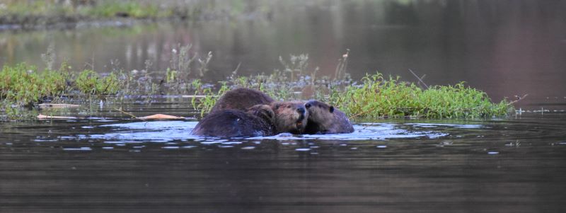 three beavers in water
