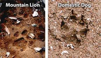 lion track compared with dog track