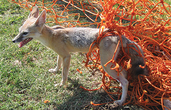 kit fox caught in net