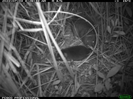 Trail cam photo showing mother vole and pups.