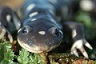 Adult California Tiger Salamander - link opens in new window