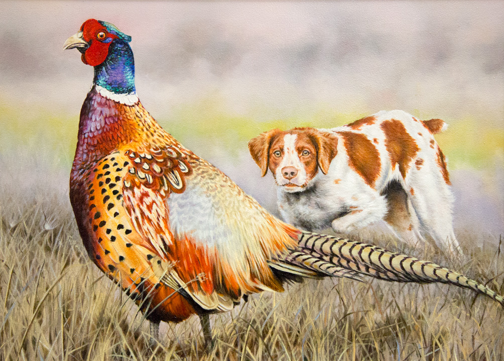 Ring-necked pheasant (Phasianus colchicus) 1 male ring-neck and a Brittany hunting dog - click to enlarge in new window
