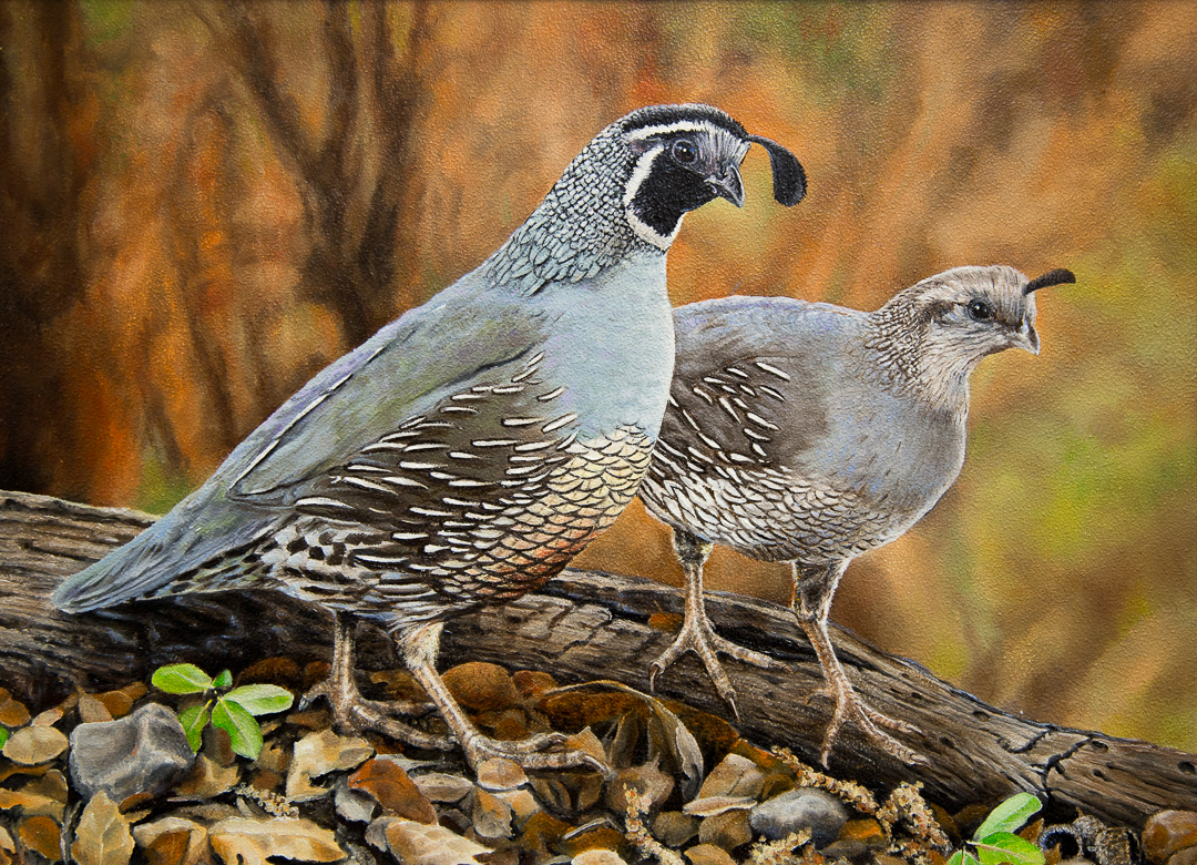 California quail (Callipepla californica) 1 male and 1 female with leaf litter and a down branch - click to enlarge in new window
