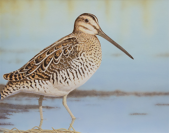 Wilson’s snipe (Gallinago delicata) 1 individual wading in clear water - click to enlarge in new window