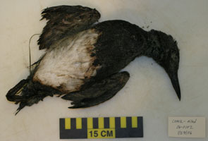 oiled dead bird