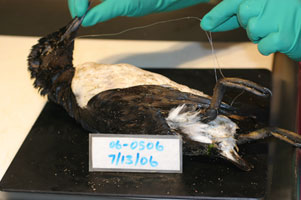 entangled dead bird