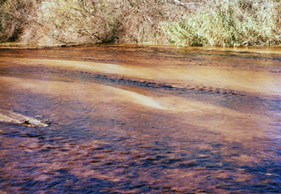river streaked with brown oil