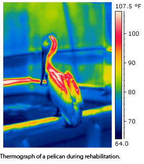 Thermograph of a pelican during rehabilitation