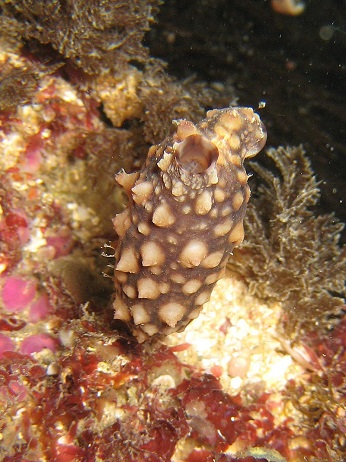 Styela clava (also known as a sea squirt)