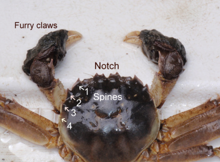 An image of the Chinese mitten crab Eriocheir sinensis