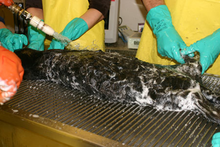 sea otter being washed