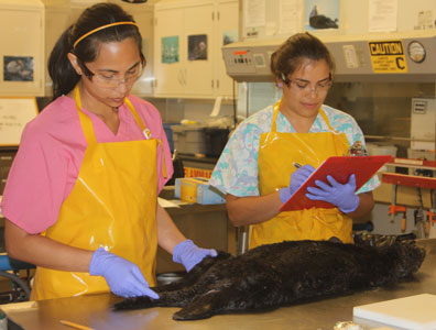 The examination of a sea otter by CDFW lab technicians during necropsy