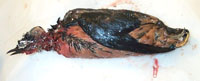 photo of dead bird