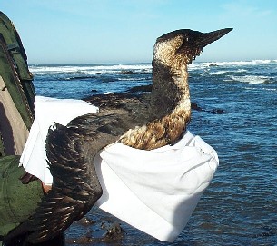 Warden holding an oiled bird in a white towel