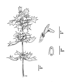 line drawing of Acanthomintha Ilicifolia - link opens in new window