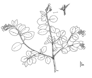 Arctostaphylos montana ssp. ravenii, CDFW illustration by Mary Ann Showers