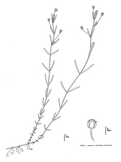 Arenaria paludicola CDFW illustration by Mary Ann Showers, click for full-sized image