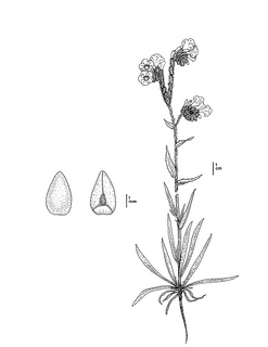 Amsinckia grandiflora CDFW illustration by Mary Ann Showers