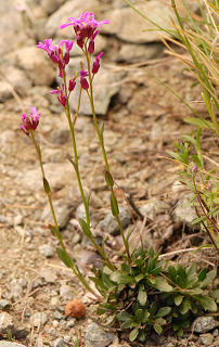 violet colored flowers with sand/rock background