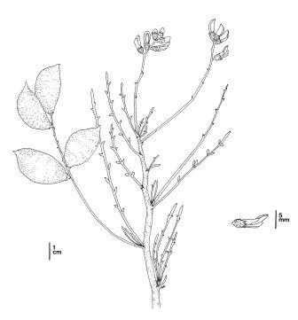 line drawing of Astragalus magdalenae var. peirsonii, photo - click to open larger version in new window