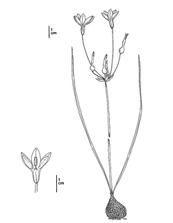 line drawing of Brodiaea pallida - click to open in new window