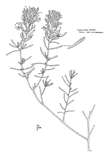 Castilleja grisea CDFW illustration by Mary Ann Showers, click for full-sized image