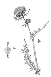 Cirsium fontinale var. obispoense CDFW illustration by Mary Ann Showers, click for full-sized image
