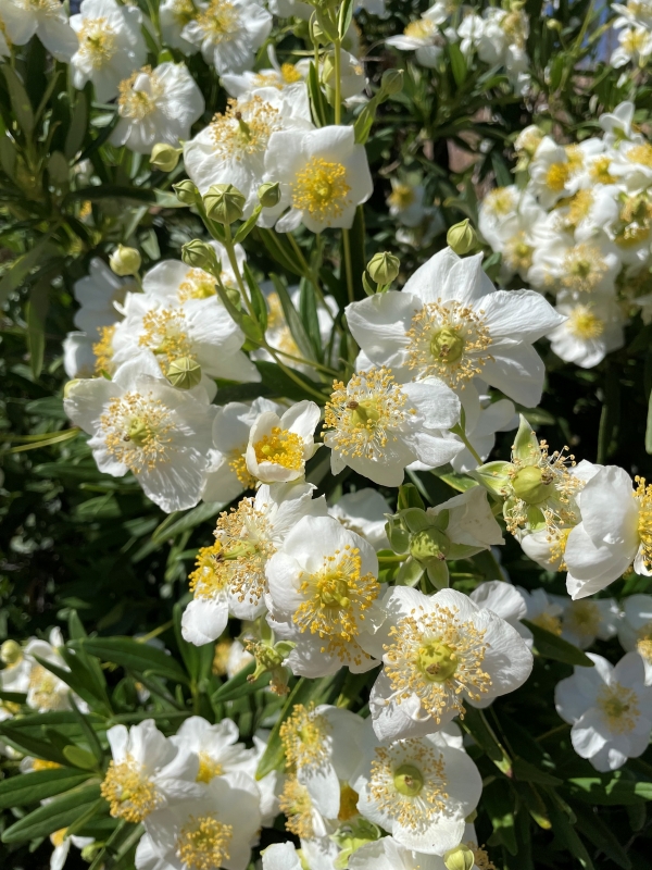 Tree-anemone bush that fills the whole frame, with 20+ papery white flowers and green buds. On some flowers, the petals have fallen off leaving only the green sepals. Green straight leaves surround the flowers.