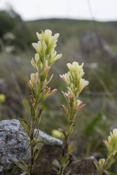 A photo of Tiburon paintbrush highlighting two inflorescences. The top bracts are yellow and fade into a cream color towards the tips. Bracts towards the base of the inflorescence are reddish-pink at the tips. The two inflorescences are slender and set in front of a backdrop of rolling hills. The hilly scenery is out of focus to further draw attention to the flowers.