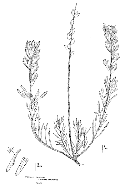 Castilleja affinis subsp. neglecta, CDFW illustration by Mary Ann Showers, click for full-sized image