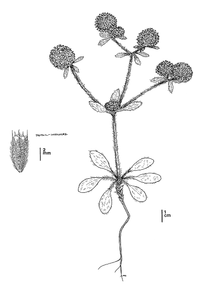 line drawing of round flower - click to enlarge in new window