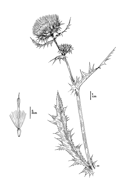 black and white line drawing of Cirsium fontinale - click to open in new window