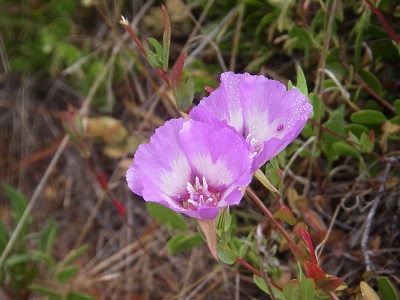 Two open flowers of Clarkia imbricata. The lavendar flowers have 4 petals that become paler towards the center and white stamens. The flower has a long funnel shaped tube due to this family having an inferior ovary.