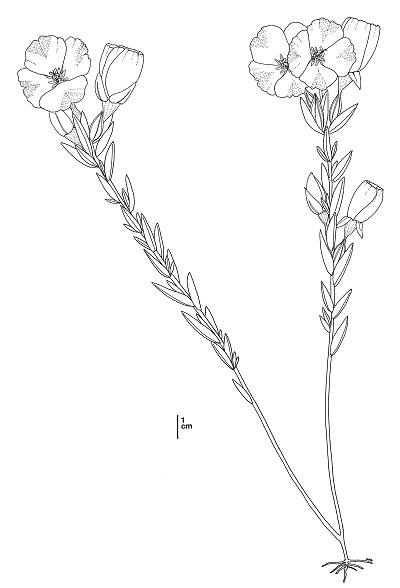 Clarkia imbricata illustration showing two stems with a cluster of flowers at the apex of each stem. The stems are covered overlapping lanceolate leaves. Link opens in new window