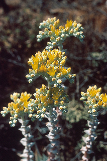 Dudleya traskiae photo © California Native Plant Society 1985