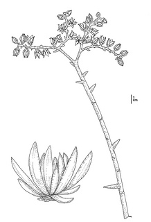 Dudleya traskiae, CDFW illustration by Mary Ann Showers, click for full-sized image