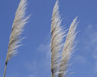 fronds of pampass grass against a blue sky