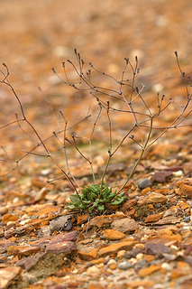 Eriogonum apricum var. apricum, © Steve Matson