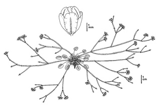 Eriogonum apricum var. prostratum CDFW illustration by Mary Ann Showers, click for full-sized image